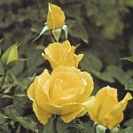andersonrosasunblestflosa90a