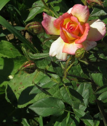 rosaarizonafolsunsetgarnonwilliams