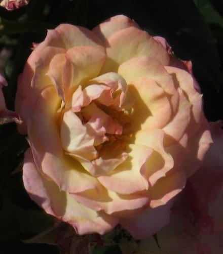 rosababyflo3katiegarnonwilliams