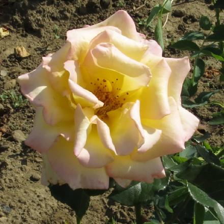 rosacaledonianflo1garnonwilliams