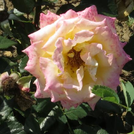 rosacaledonianflo2garnonwilliams