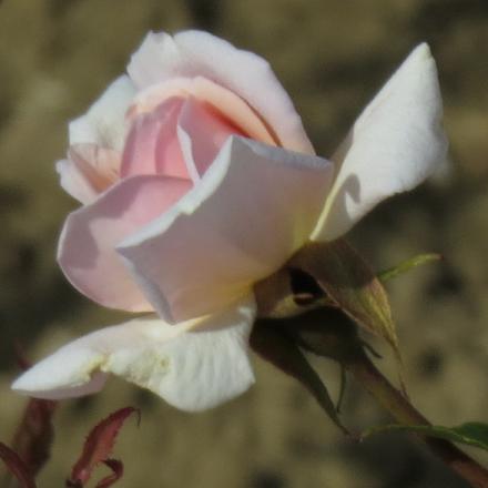 rosacecileflo1brunnergarnonwilliams