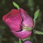 rosacerisebouquetflobudopen