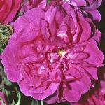 rosacerisebouquetflosingle1