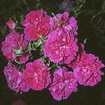 rosacerisebouquetflos1