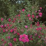 rosacerisebouquetfor1