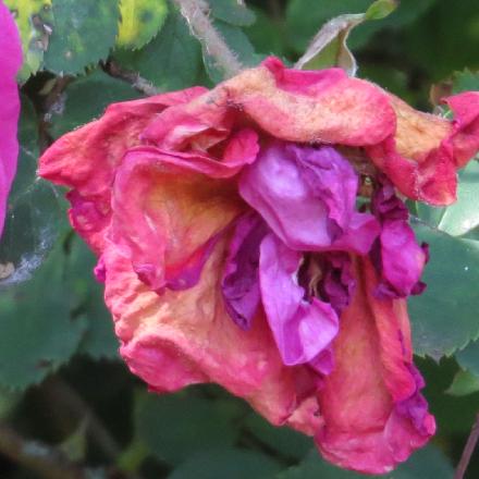 rosaceriseflo5bouquetgarnonwilliams