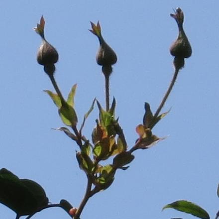 rosaceriseflobud1bouquetgarnonwilliams