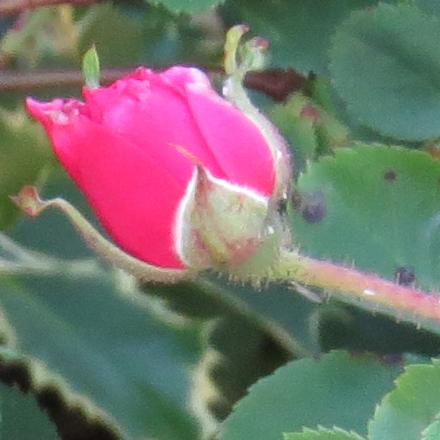 rosaceriseflobud2bouquetgarnonwilliams