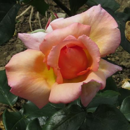 rosacompassionflo2garnonwilliams