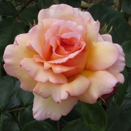 rosacompassionflo4garnonwilliams