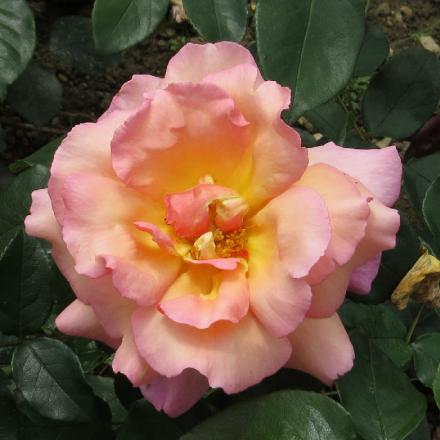 rosacompassionflo5garnonwilliams