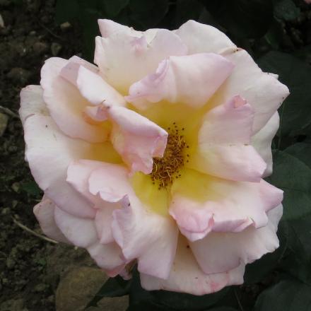 rosacompassionflo6garnonwilliams