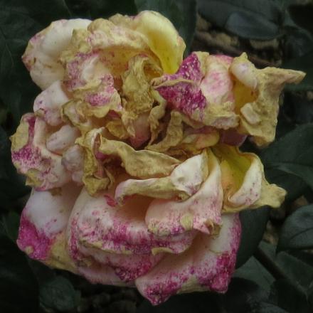rosacompassionflo7garnonwilliams