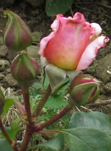 rosacompassionflobud1garnonwilliams