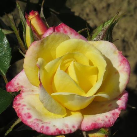rosadancingflo1flamegarnonwilliams