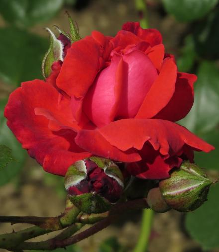 rosadanseflo2defeugarnonwilliams