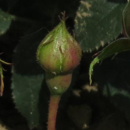 rosadanseflobud1defeugarnonwilliams