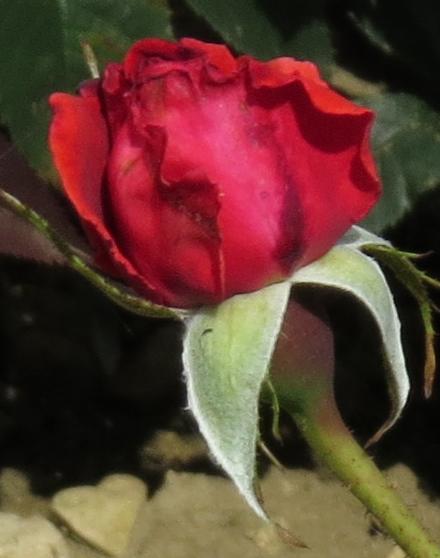 rosadanseflobud2defeugarnonwilliams