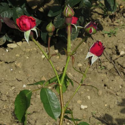 rosadanseflobud3defeugarnonwilliams