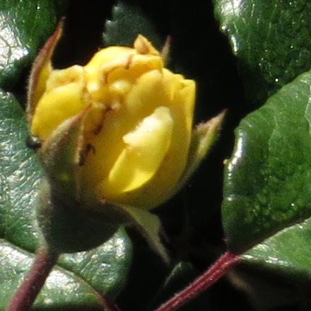 rosadaybreakflobud2garnonswilliams