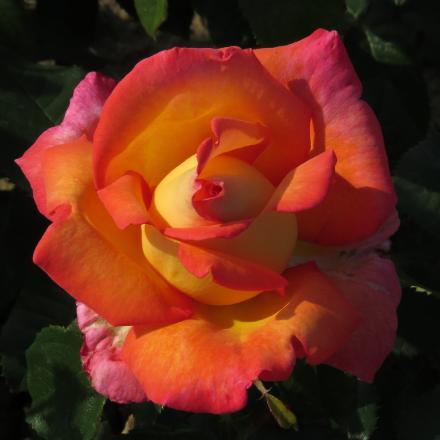 rosadieflo2weltgarnonwilliams