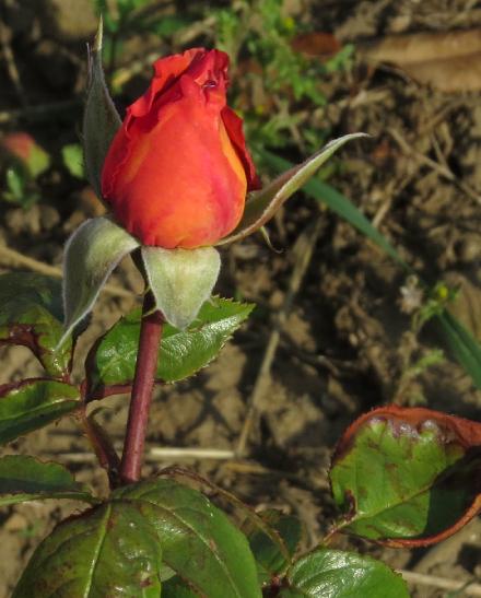 rosadieflobud2weltgarnonwilliams