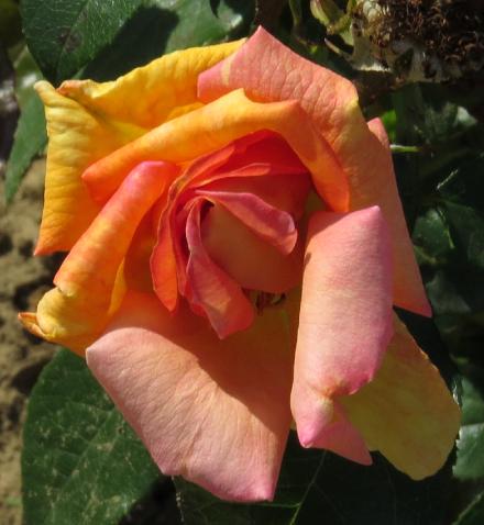 rosadoreenflo2garnonwilliams