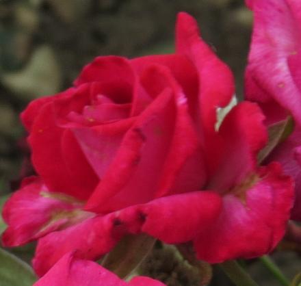 rosadorisflo1morgangarnonwilliams