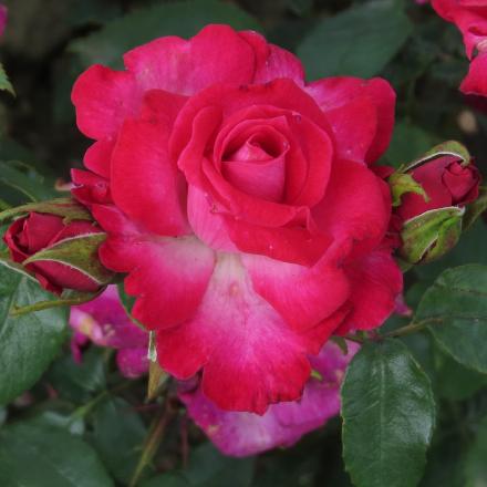 rosadorisflo2morgangarnonwilliams