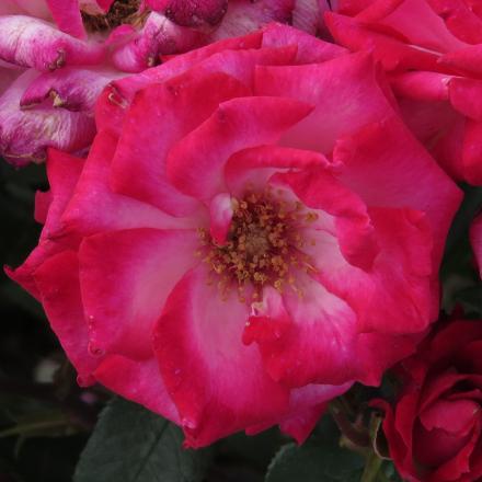 rosadorisflo3morgangarnonwilliams