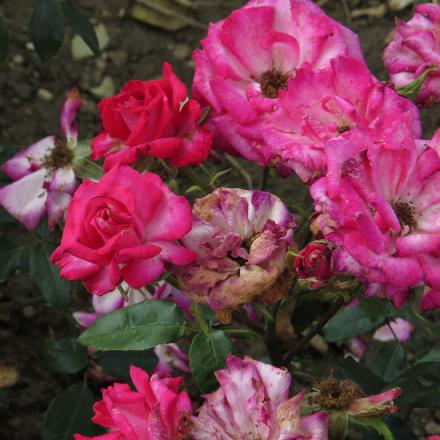 rosadorisflo4morgangarnonwilliams