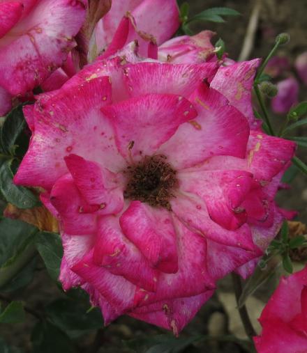 rosadorisflo5morgangarnonwilliams