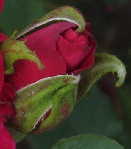 rosadorisflobud1morgangarnonwilliams