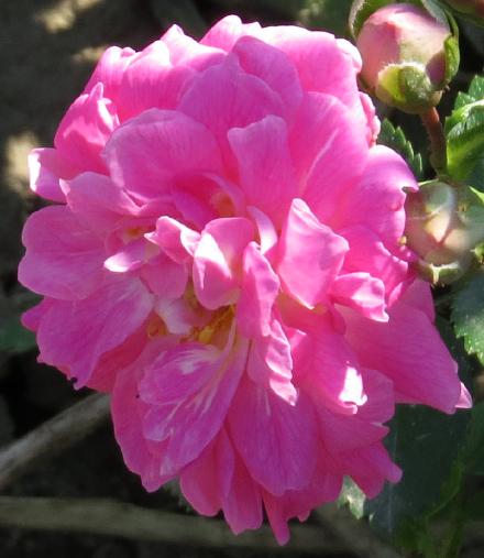 rosadorothyflo2perkinsgarnonwilliams