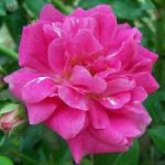 rosadorothyperkinsflorogerltd