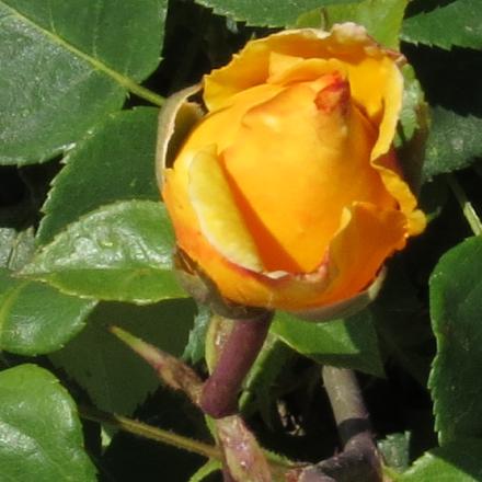 rosadutchflo1goldgarnonwilliams