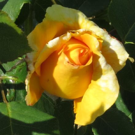 rosadutchflo2goldgarnonwilliams