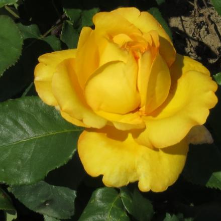 rosadutchflo3goldgarnonwilliams