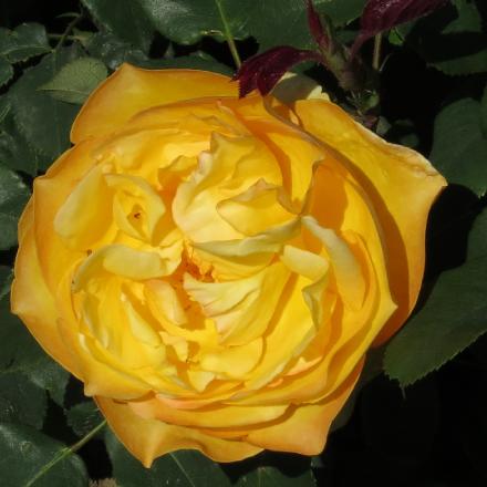 rosadutchflo4goldgarnonwilliams