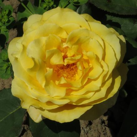 rosadutchflo5goldgarnonwilliams