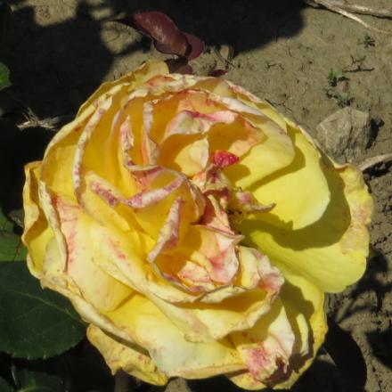 rosadutchflo6goldgarnonwilliams