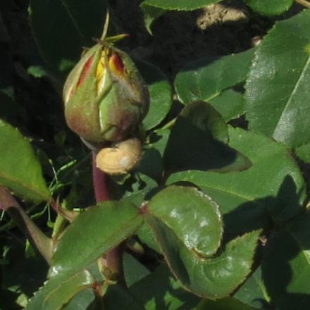 rosadutchflobud1goldgarnonwilliams