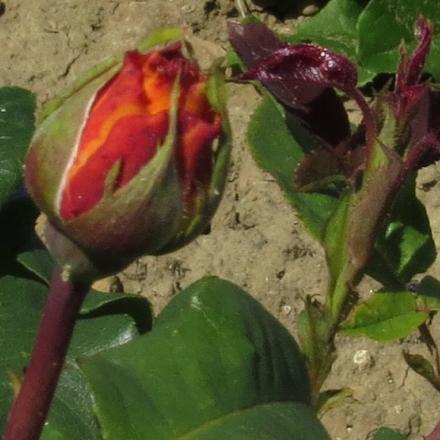 rosadutchflobud2goldgarnonwilliams