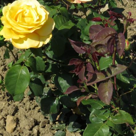 rosadutchfolgoldgarnonwilliams