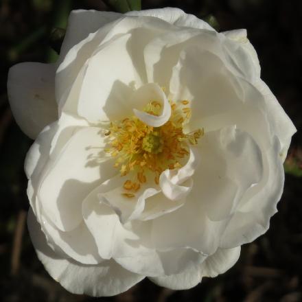 rosaenglishflo3missgarnonwilliams