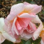 rosafeliciaflorogerltd