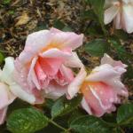 rosafeliciaflosrogerltd