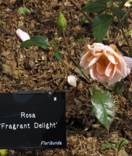 rosafragrantflo4delightgarnonwilliams