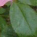 rosafruhlingsmorgenfolrogerltd